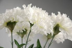 carnations1